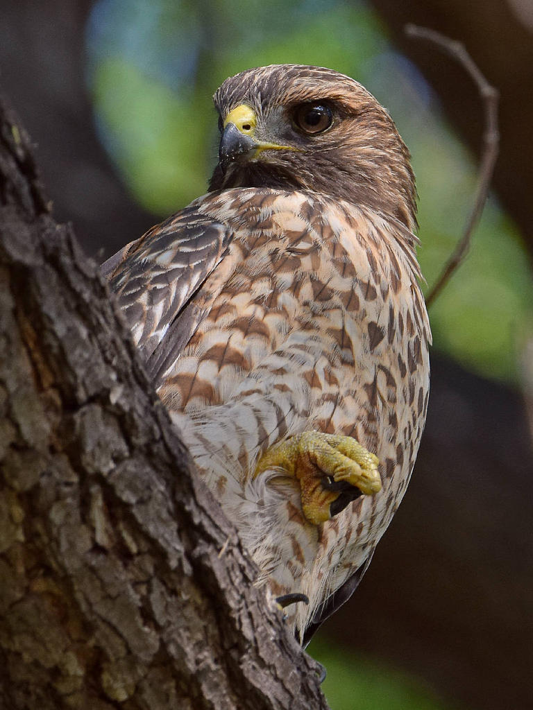 Hawk11.jpg