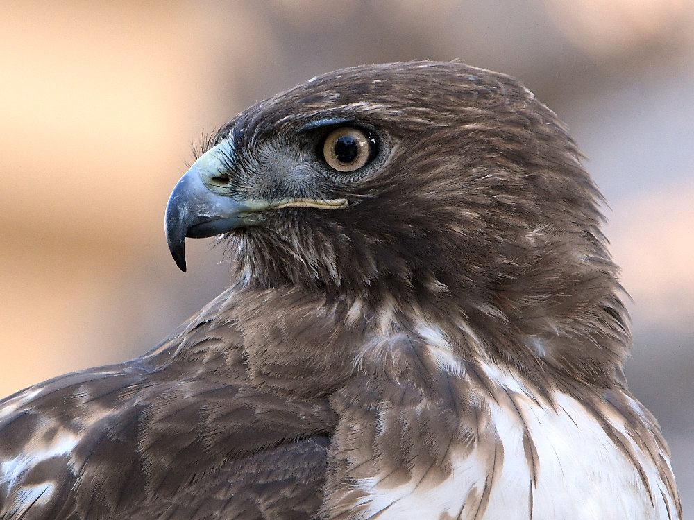 Hawk11.jpg