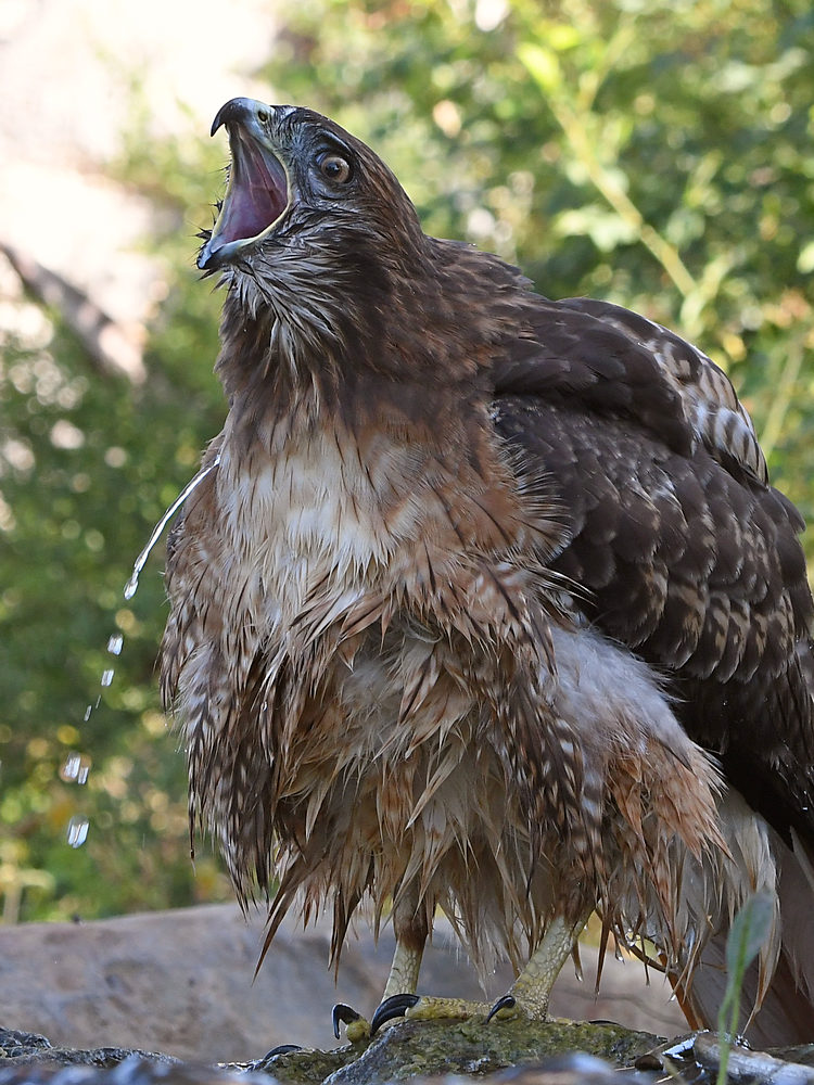 Hawk11.jpg