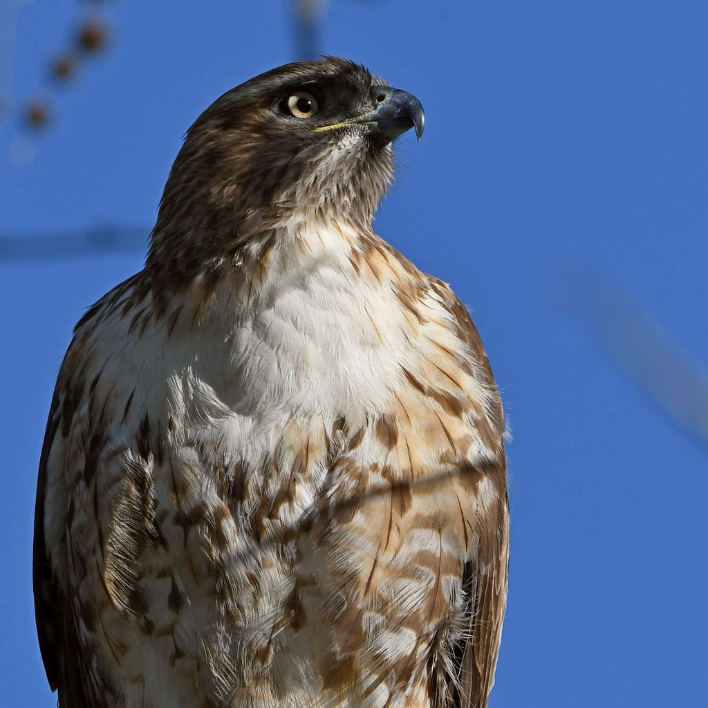 Hawk11.jpg