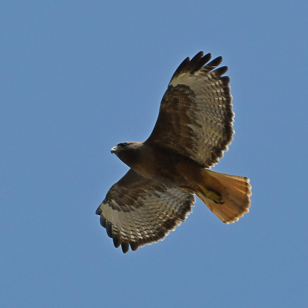 Hawk11.jpg