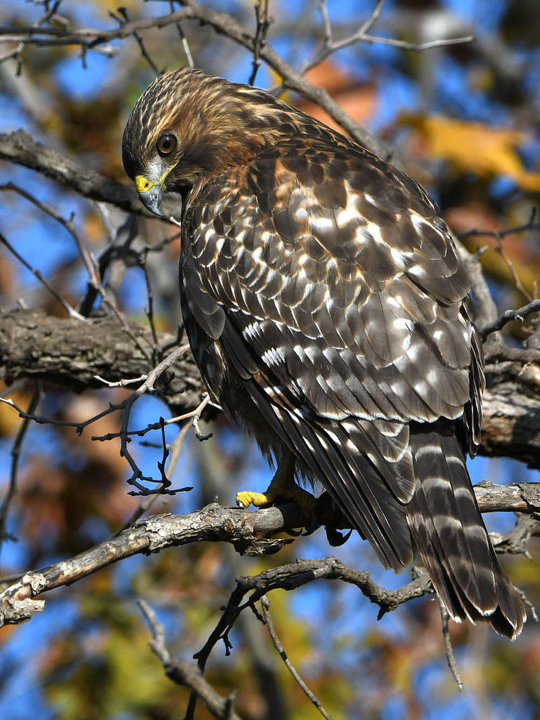 Hawk11.jpg