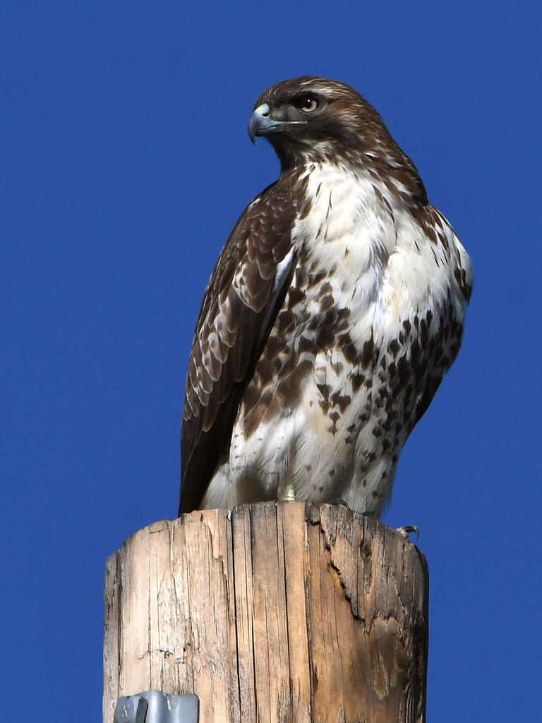 Hawk11.jpg