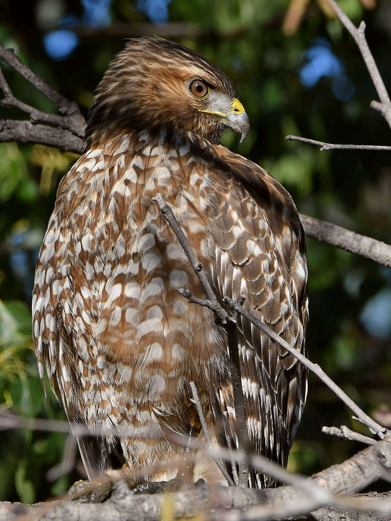 Hawk11.jpg