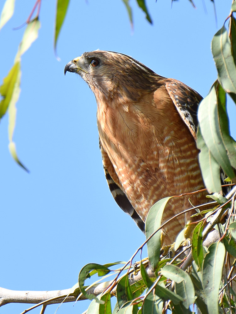 Hawk12.jpg