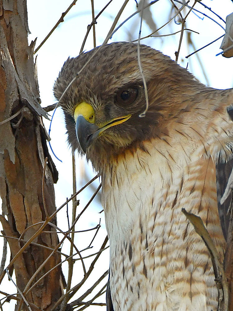 Hawk12.jpg