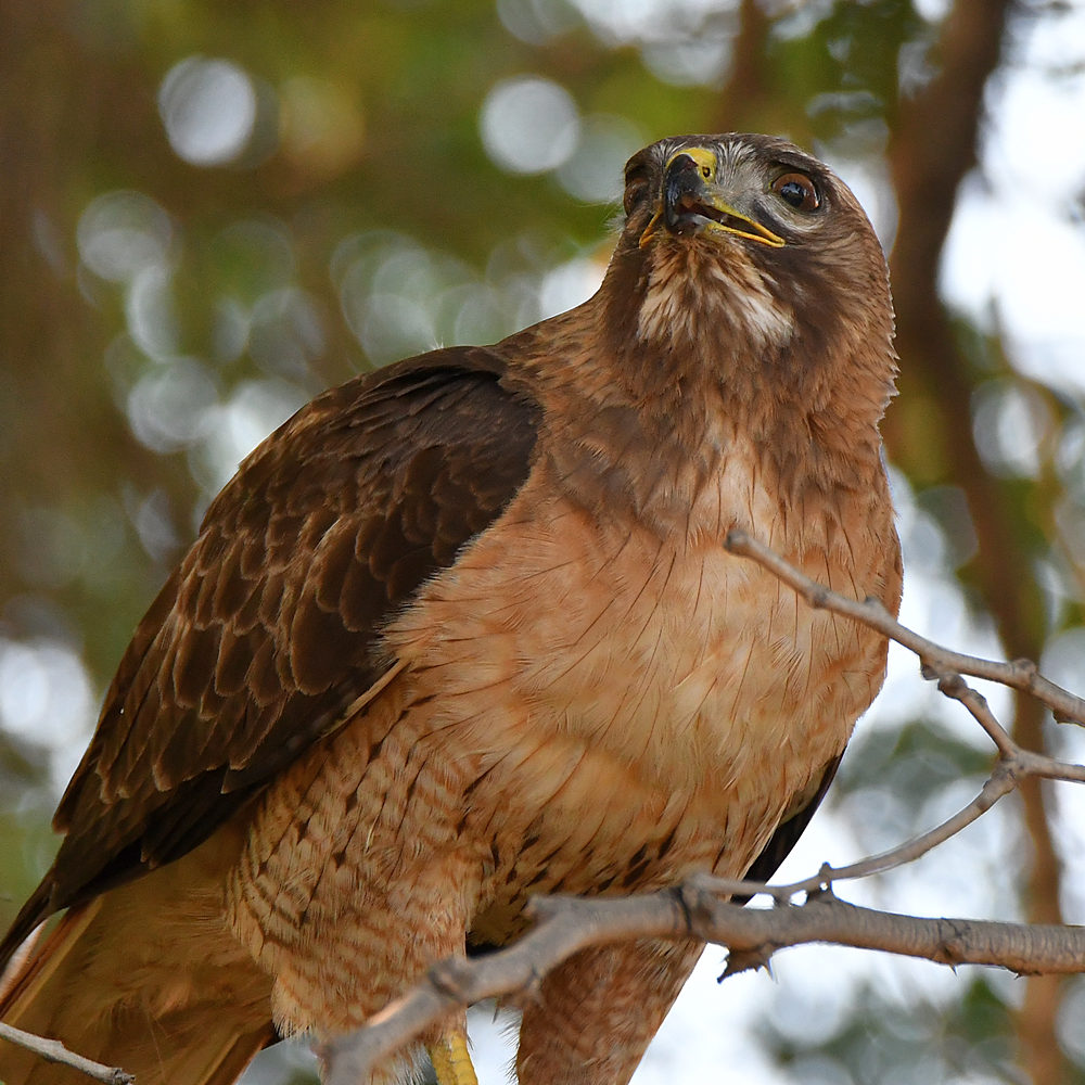 Hawk12.jpg