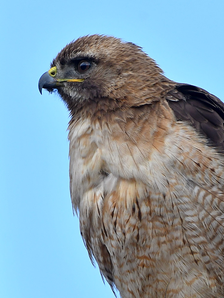Hawk12.jpg