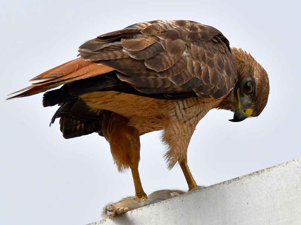 Hawk12.jpg
