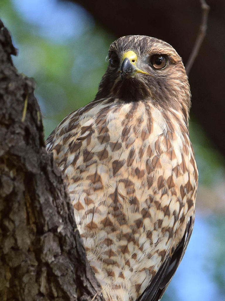 Hawk12.jpg