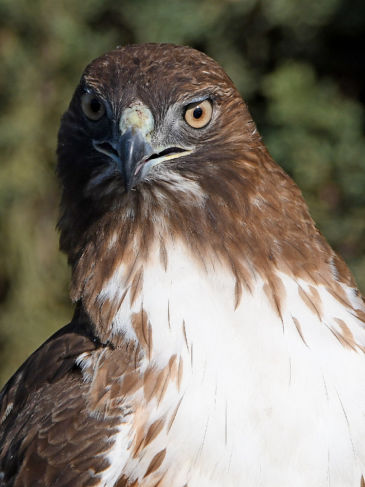 Hawk12.jpg