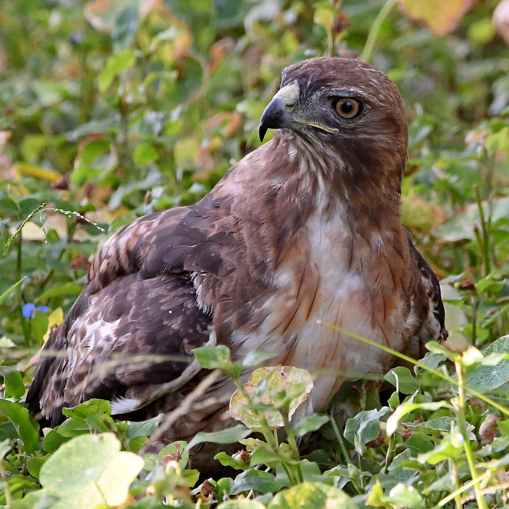 Hawk12.jpg