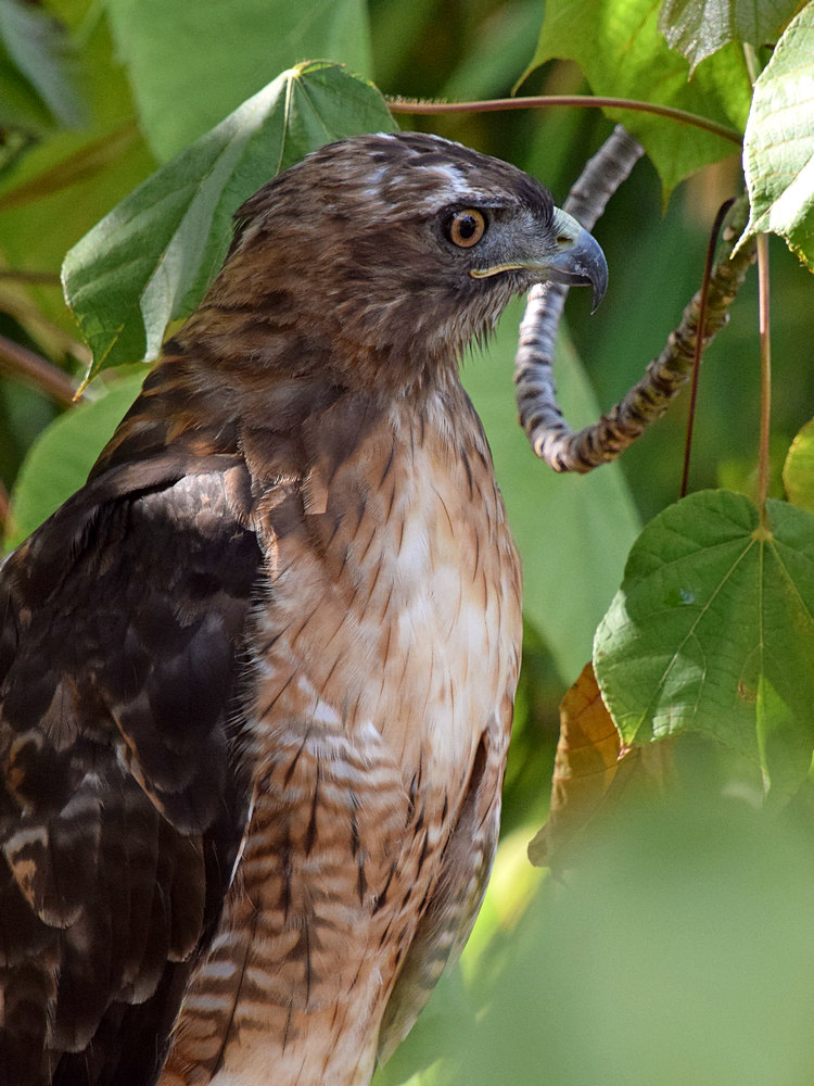 Hawk12.jpg