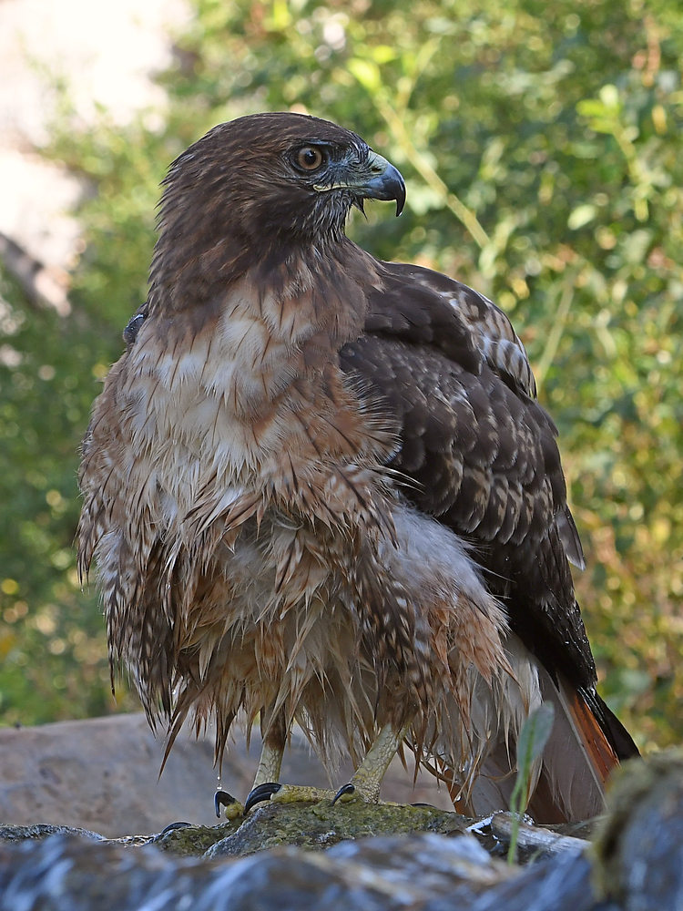 Hawk12.jpg
