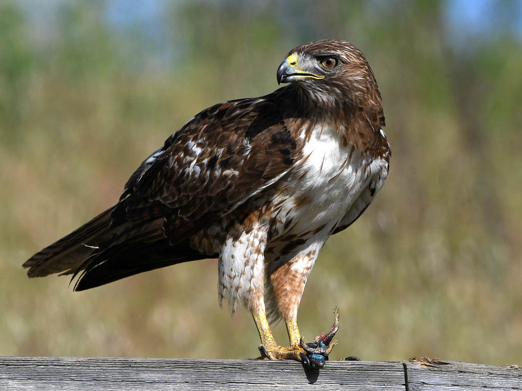 Hawk12.jpg