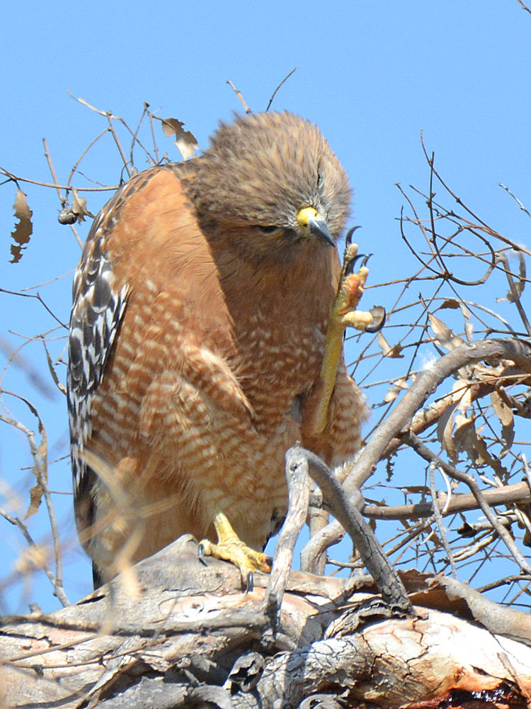 Hawk12_2015_03_09.jpg