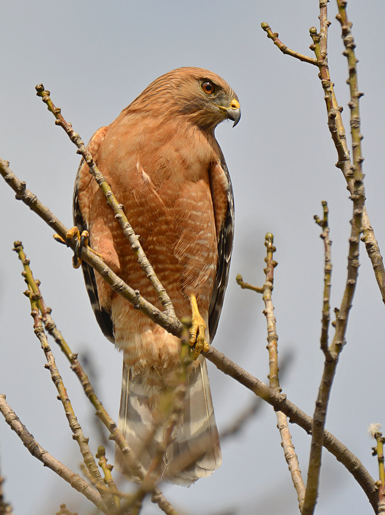 Hawk13.jpg