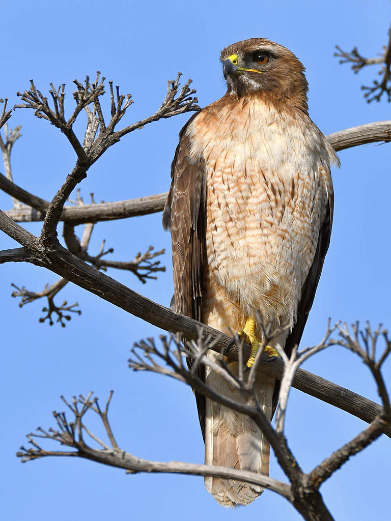 Hawk13.jpg