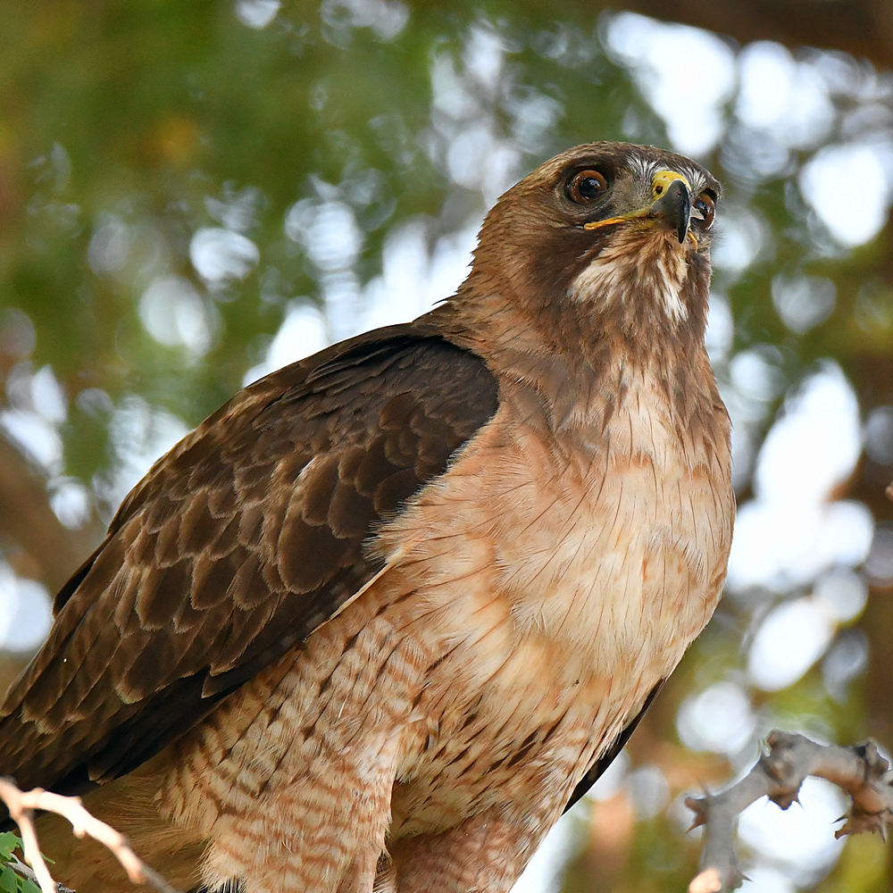 Hawk13.jpg