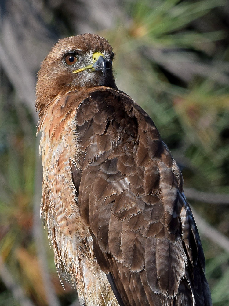 Hawk13.jpg