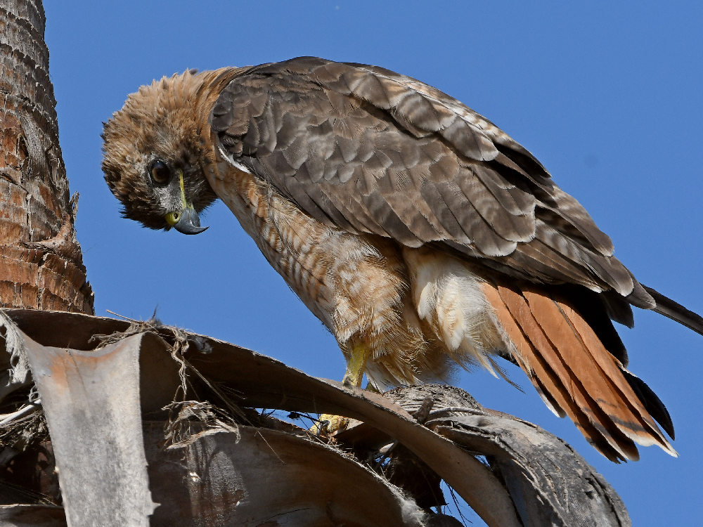 Hawk13.jpg