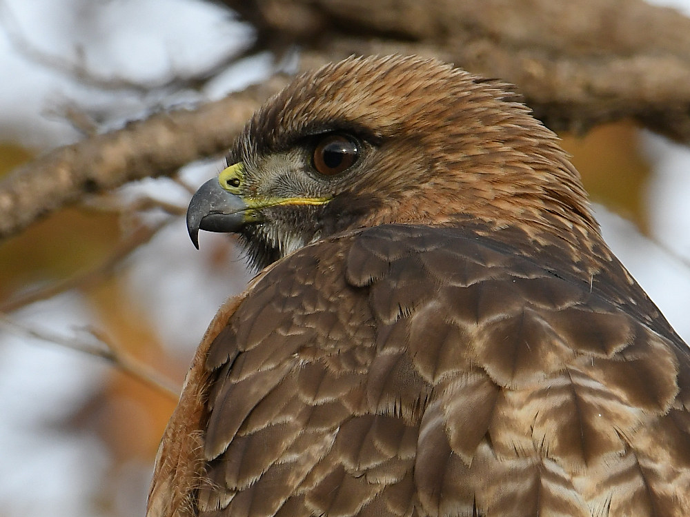 Hawk13.jpg