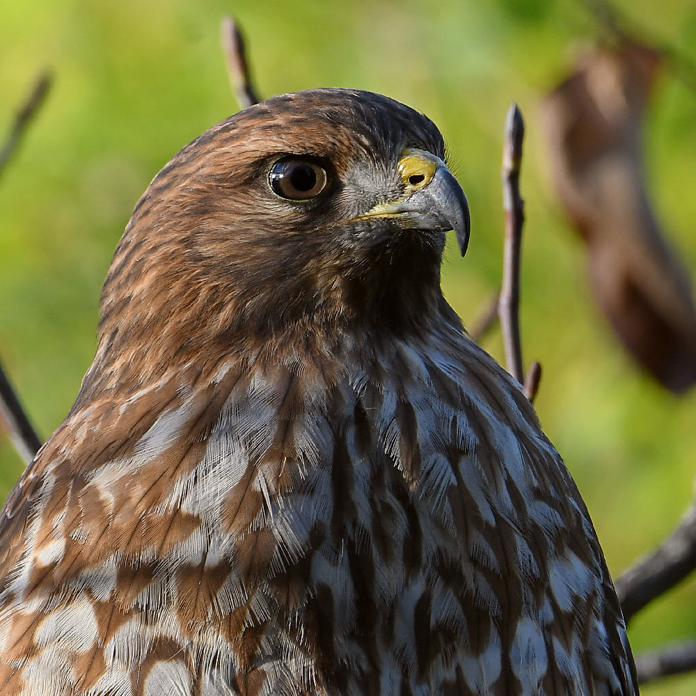 Hawk13.jpg