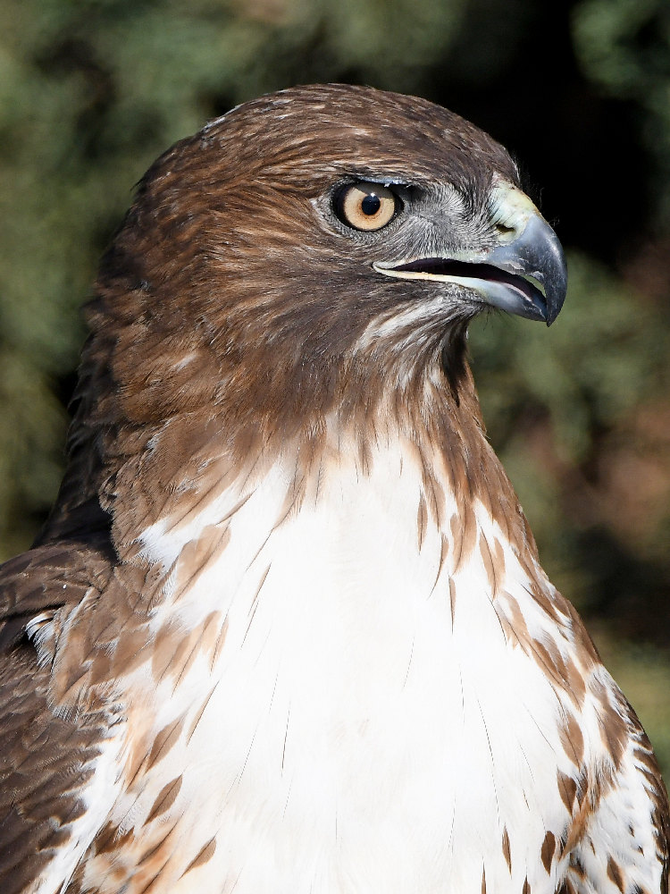 Hawk13.jpg