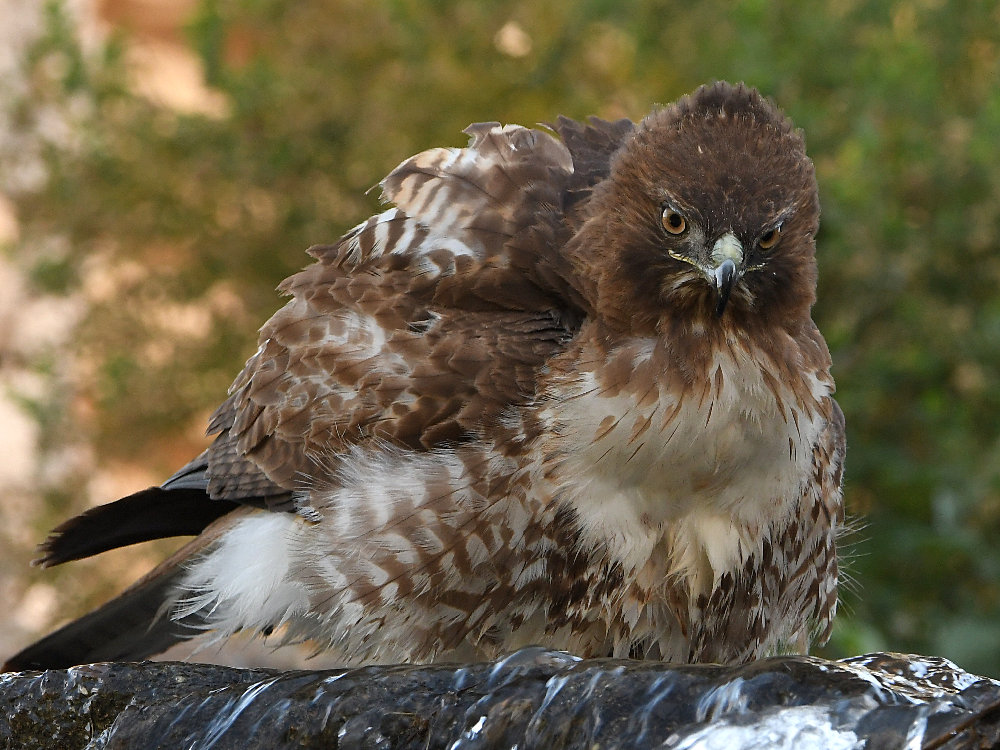 Hawk13.jpg