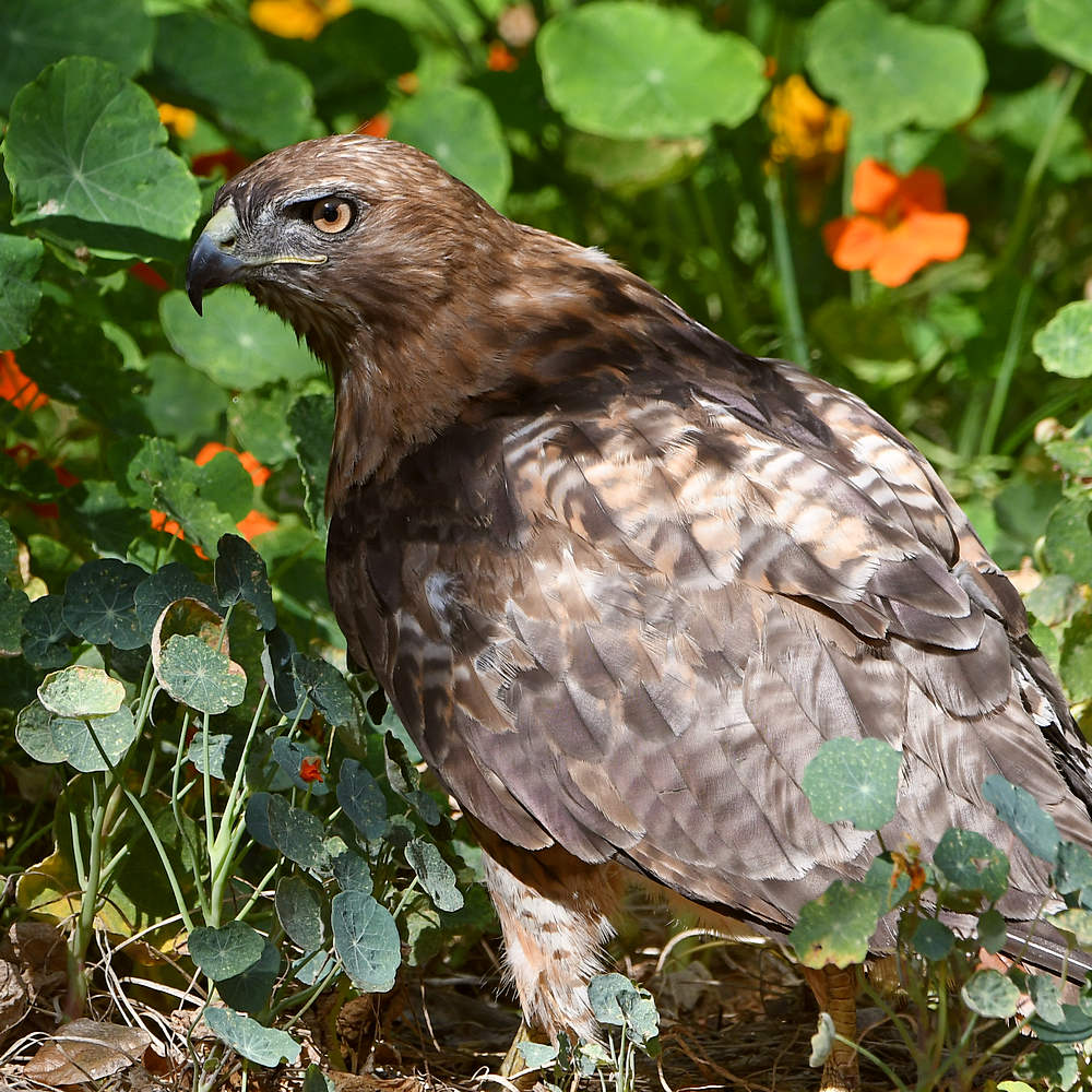 Hawk13.jpg