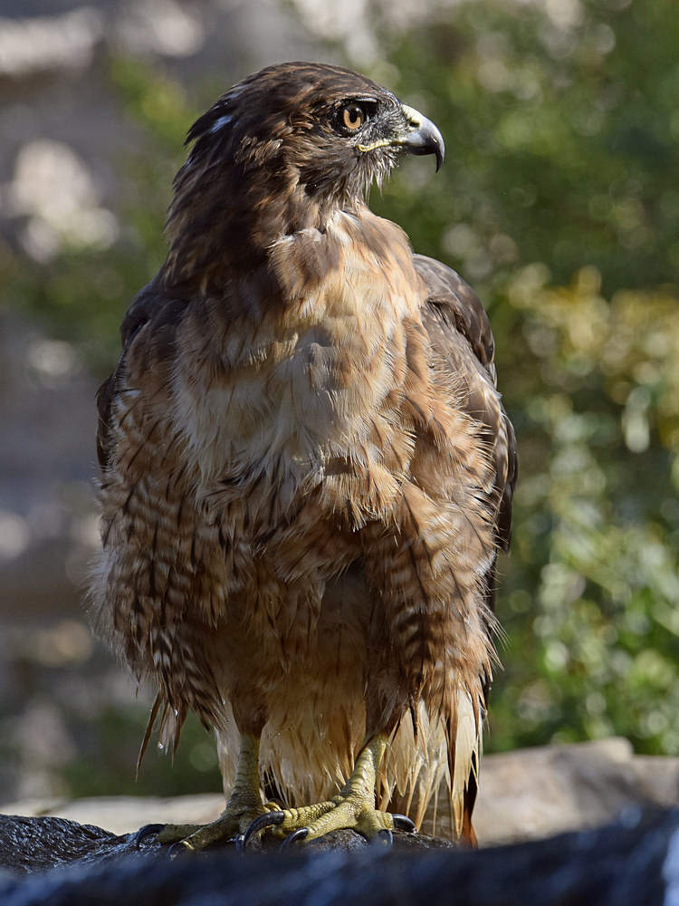 Hawk13.jpg