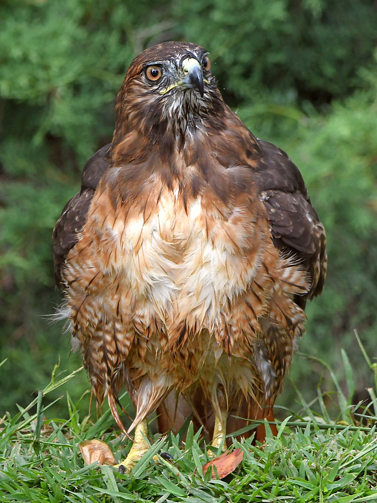 Hawk13.jpg