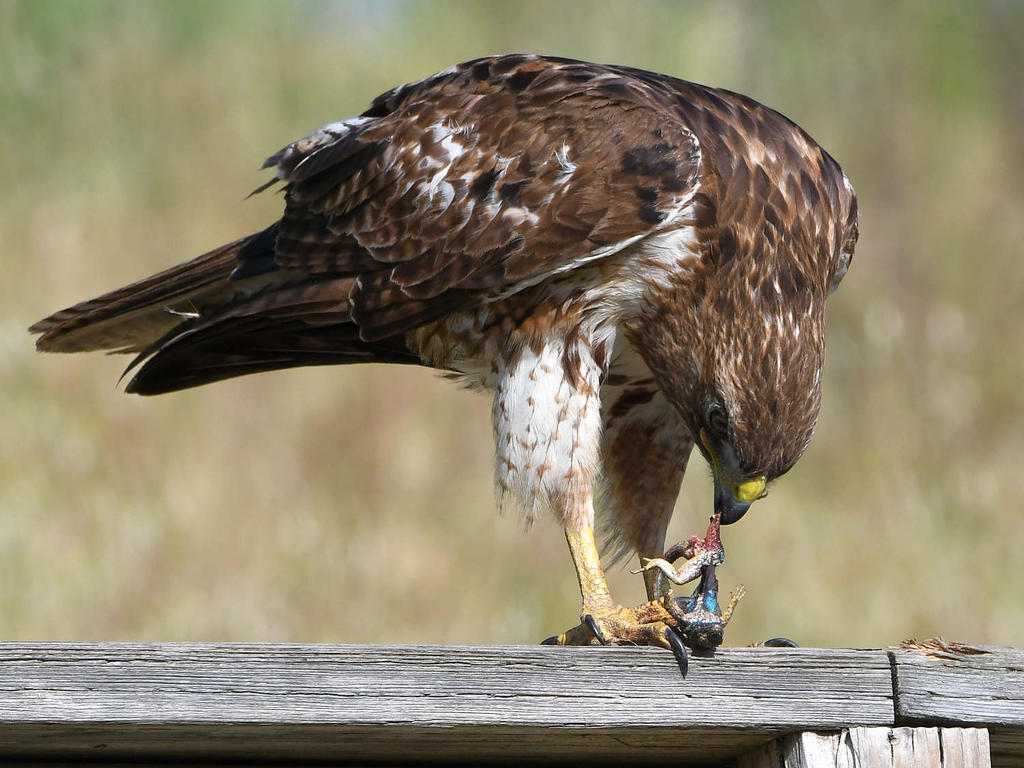 Hawk13.jpg