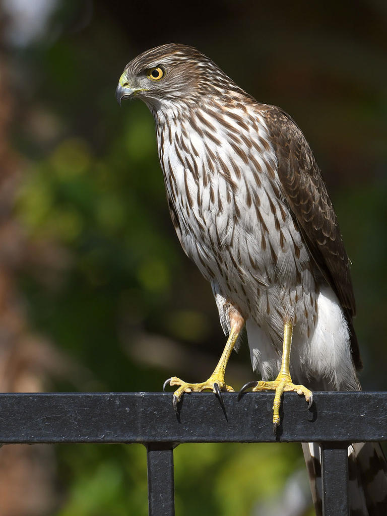 Hawk13.jpg