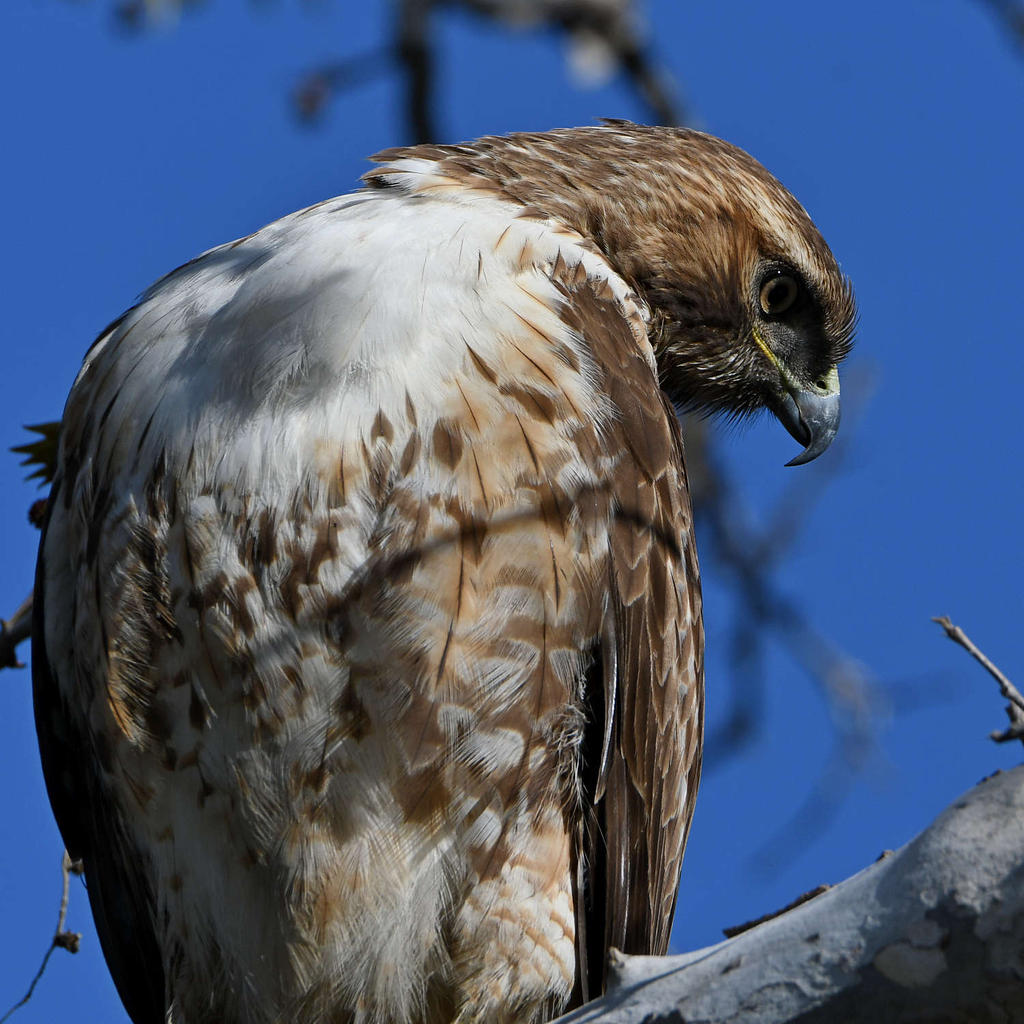 Hawk13.jpg