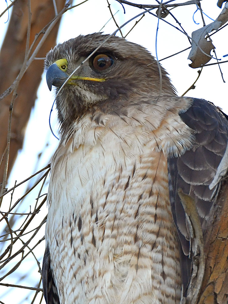 Hawk14.jpg