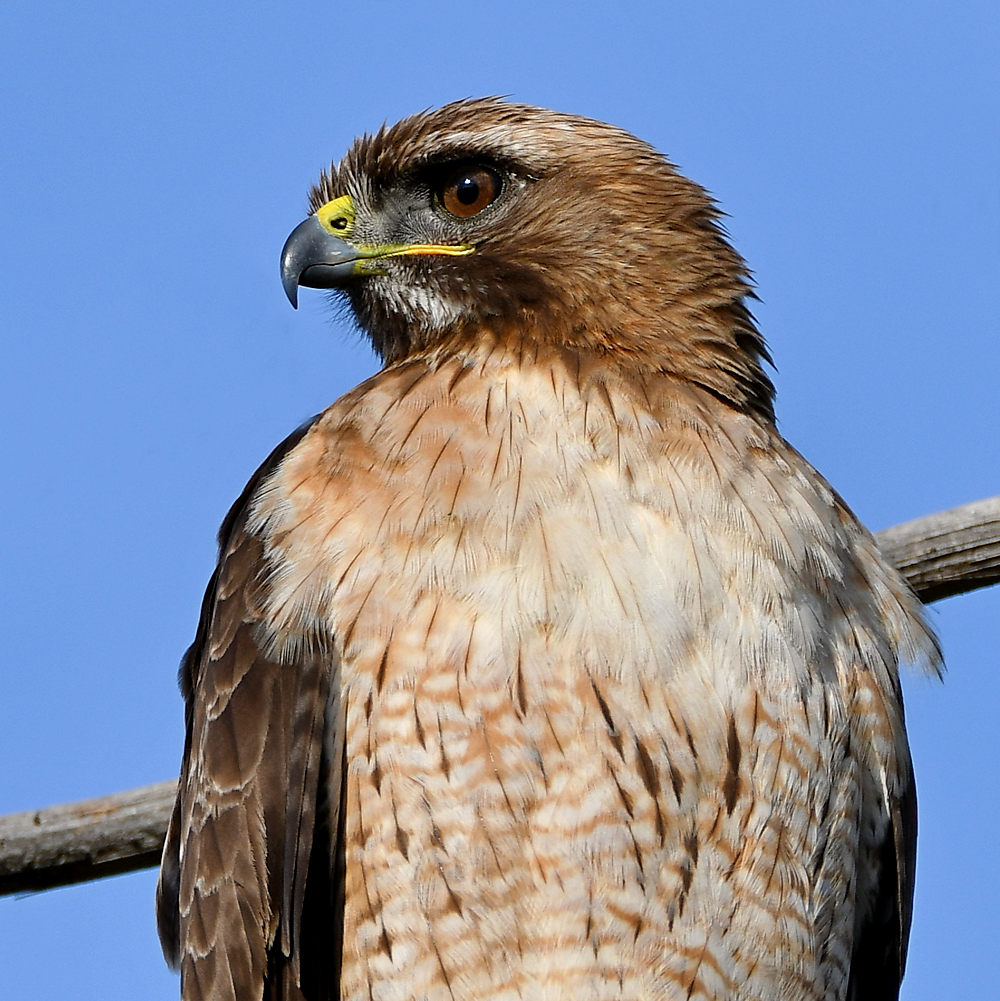 Hawk14.jpg