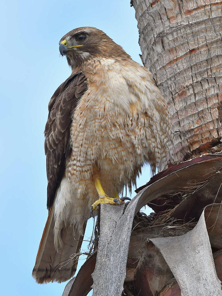 Hawk14.jpg