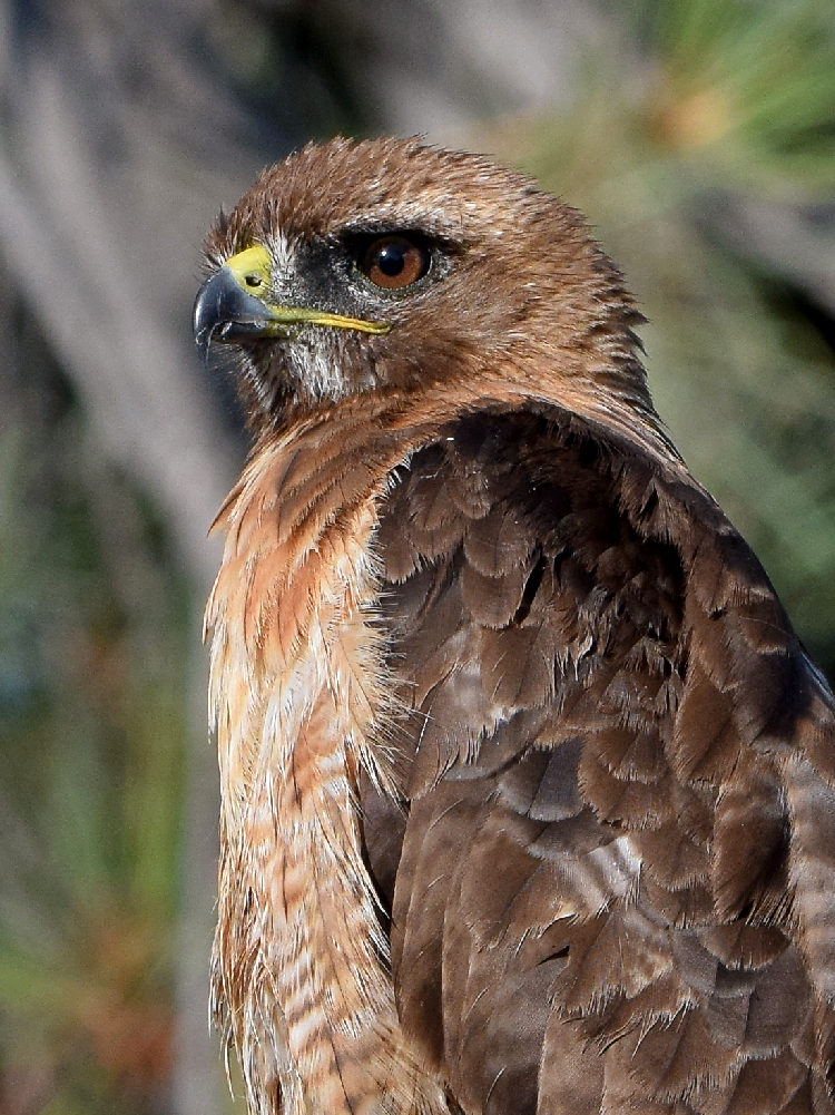 Hawk14.jpg
