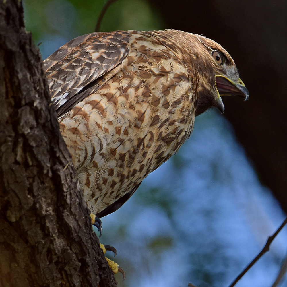 Hawk14.jpg