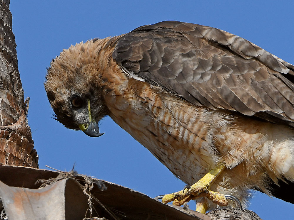 Hawk14.jpg