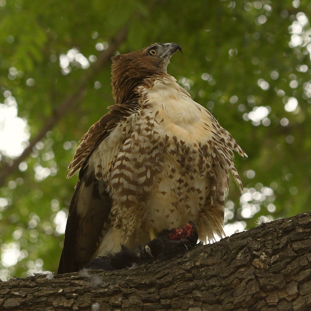 Hawk14.jpg