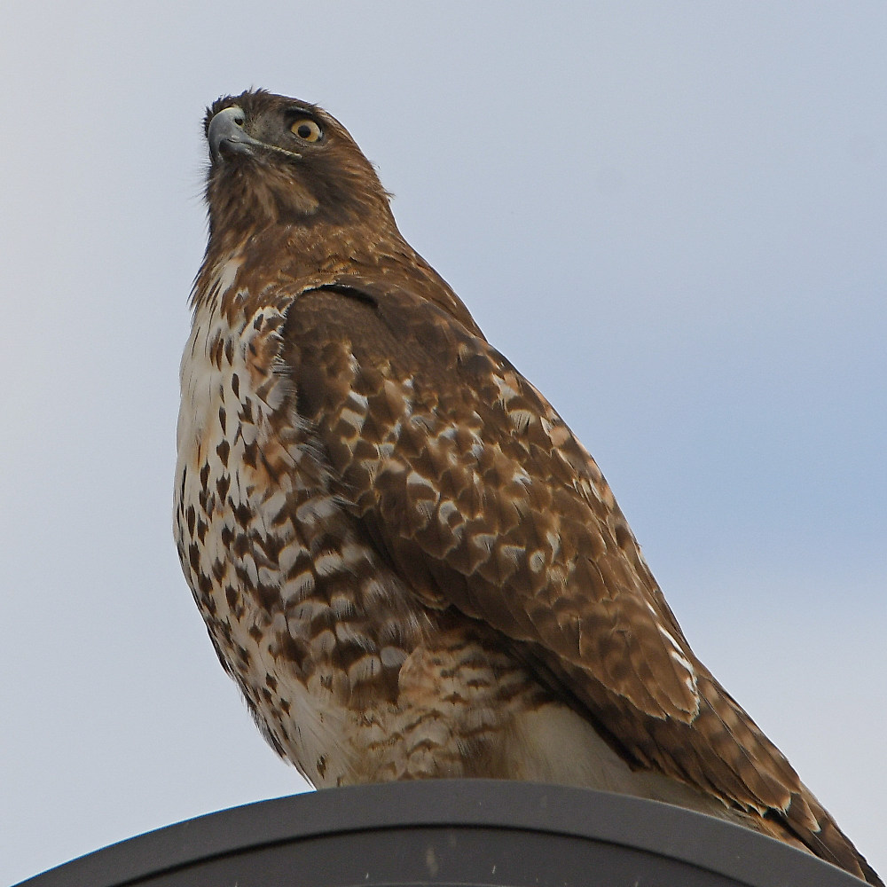 Hawk14.jpg