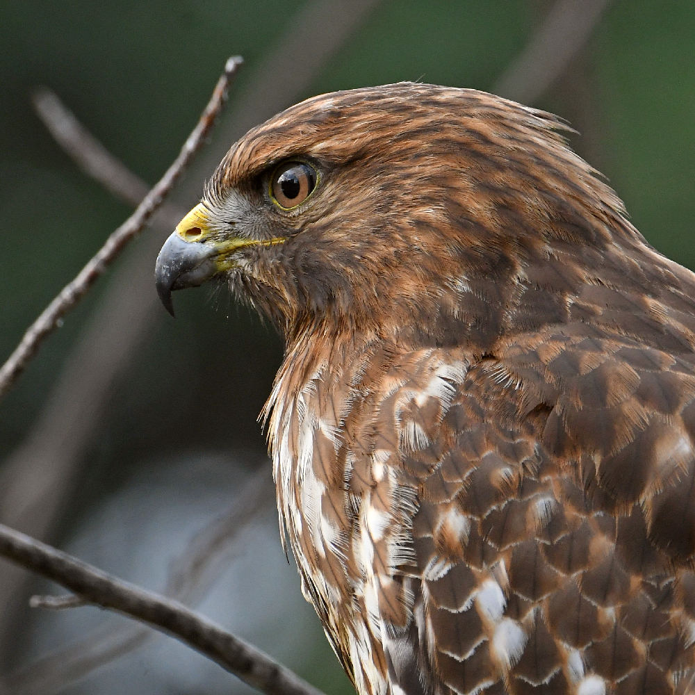 Hawk14.jpg