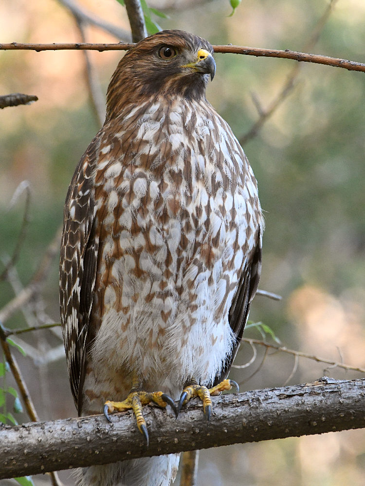 Hawk14.jpg