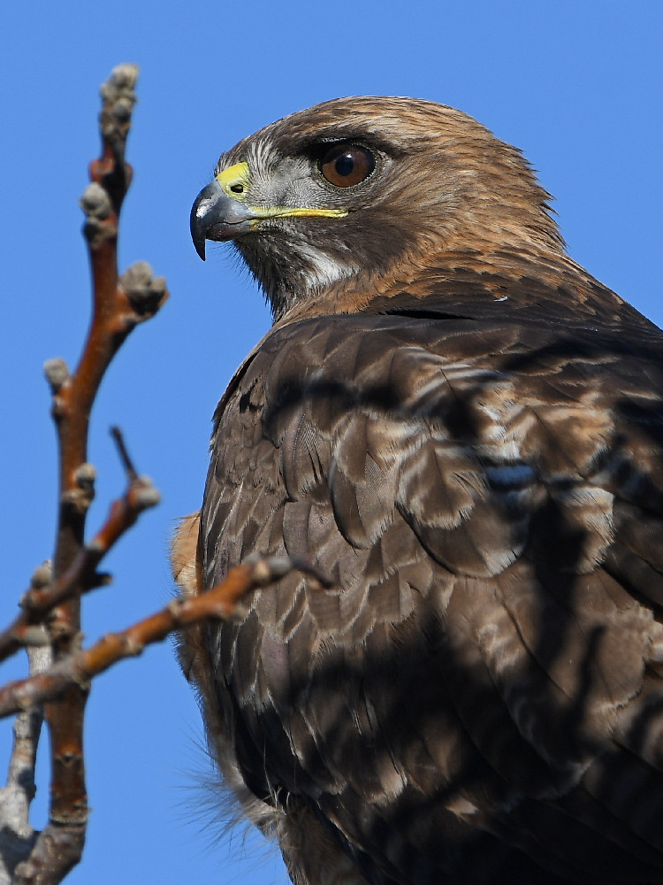 Hawk14.jpg