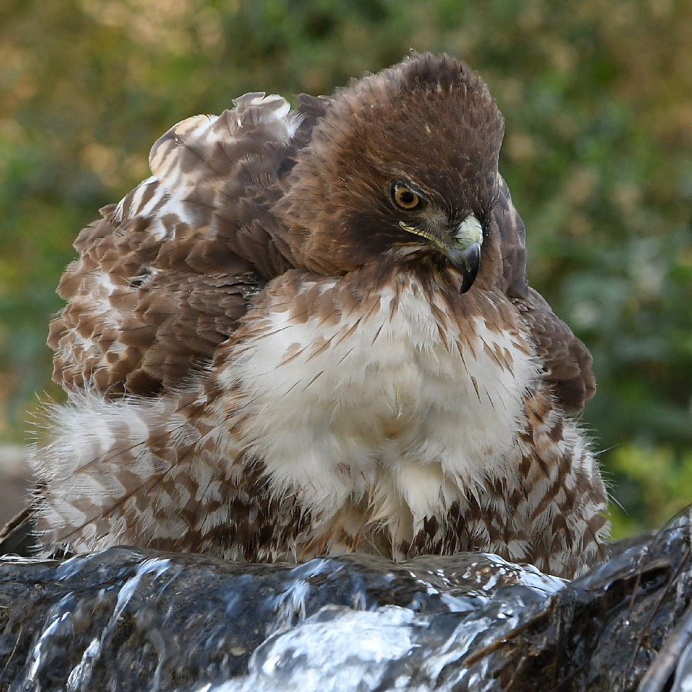 Hawk14.jpg