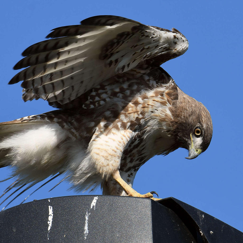Hawk14.jpg