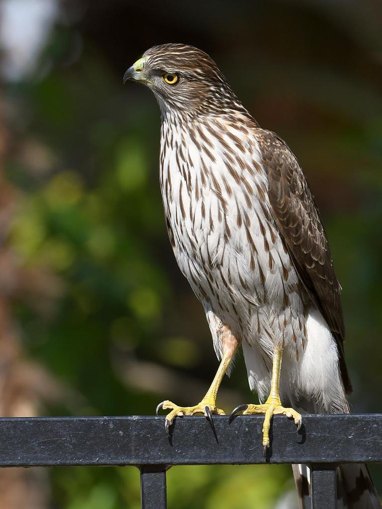 Hawk14.jpg
