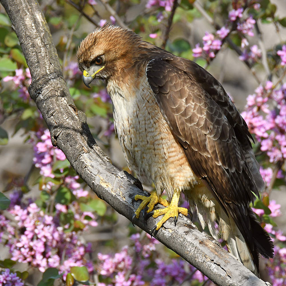 Hawk15.jpg